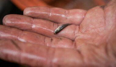 Face au moustique tigre, un jardinier béarnais innovant distribue un poisson dévoreur de larves