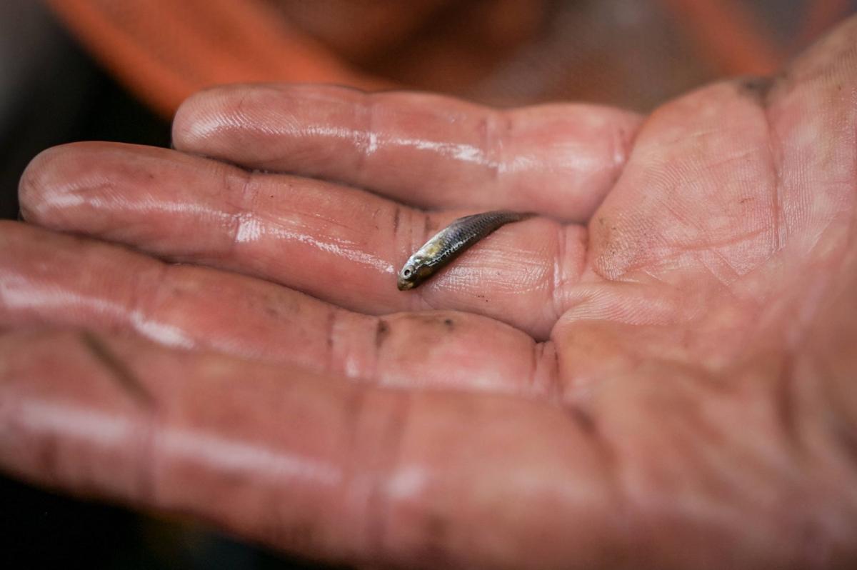 Face au moustique tigre, un jardinier béarnais innovant distribue un poisson dévoreur de larves