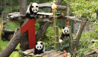 (Multimédia) Le deuxième binôme de pandas, des jumelles nées en Allemagne, fête son premier anniversaire (REPORTAGE) - Xinhua