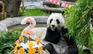 Russie : célébration de l'anniversaire du panda géant Katyusha - Xinhua