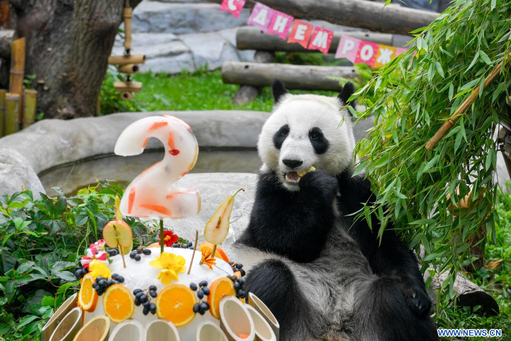 Russie : célébration de l'anniversaire du panda géant Katyusha - Xinhua