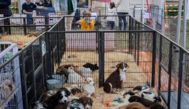 Près de Bordeaux, malgré la polémique, pas grand chose à reprocher au salon du chiot