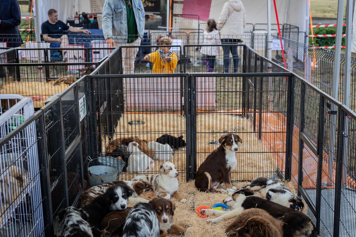 Près de Bordeaux, malgré la polémique, pas grand chose à reprocher au salon du chiot