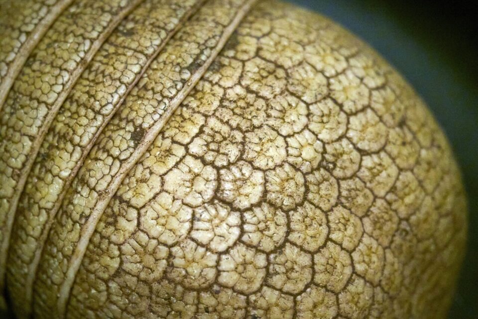 Les détails de la carapace d'un tatou albinos. 