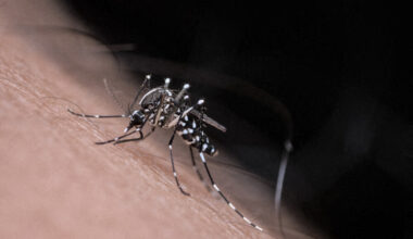 Un premier cas de dengue autochtone détecté dans ce secteur du Lot, des investigations sont en cours
