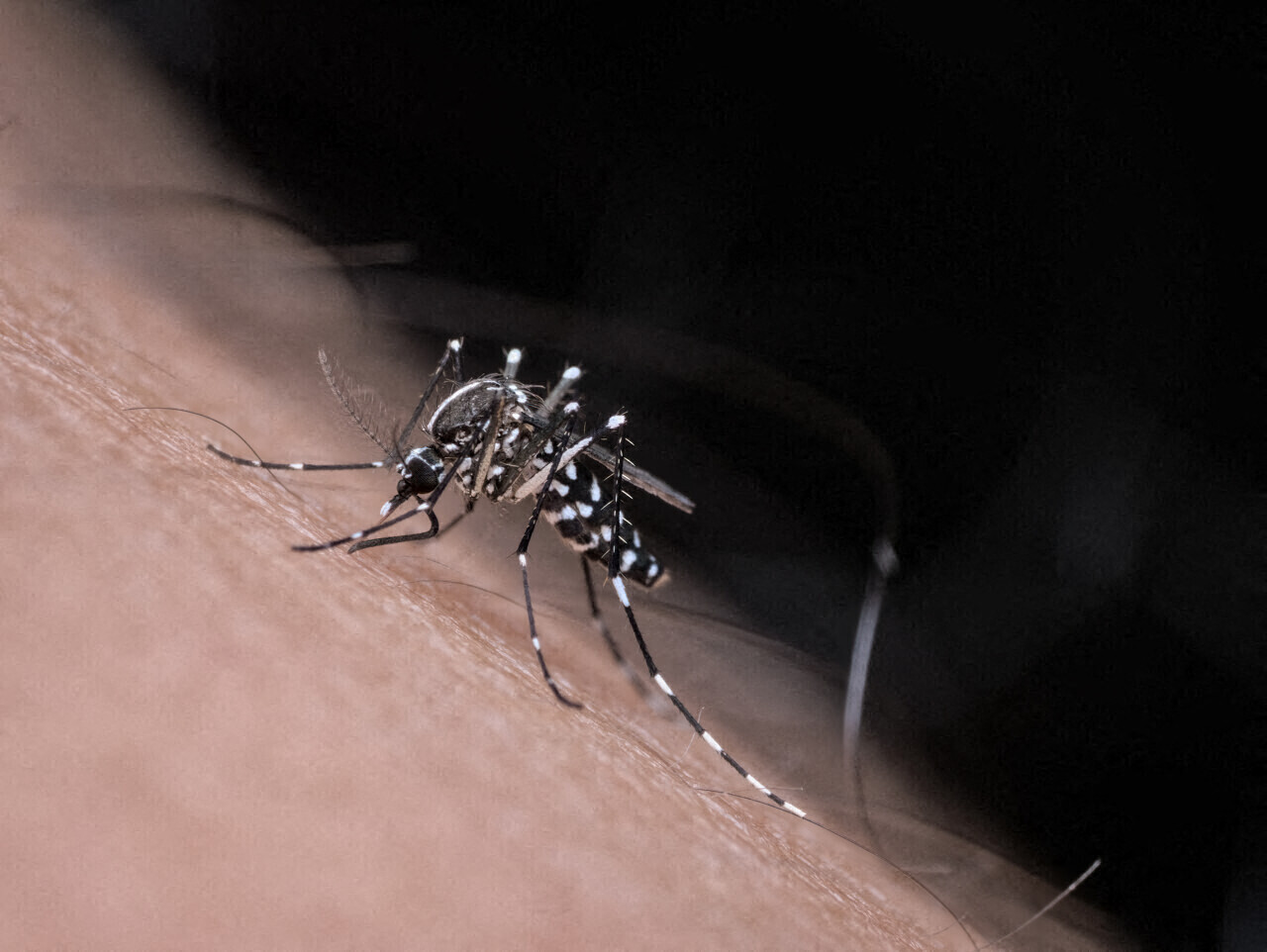 Un premier cas de dengue autochtone détecté dans ce secteur du Lot, des investigations sont en cours