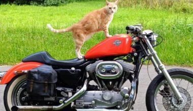 huit ans après l’avoir perdu, une famille retrouve son chat en parfaite santé