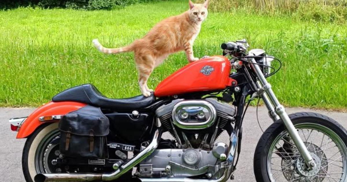 huit ans après l’avoir perdu, une famille retrouve son chat en parfaite santé