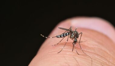 une opération de démoustication prévue en plein centre-ville après l’identification d’un cas de dengue