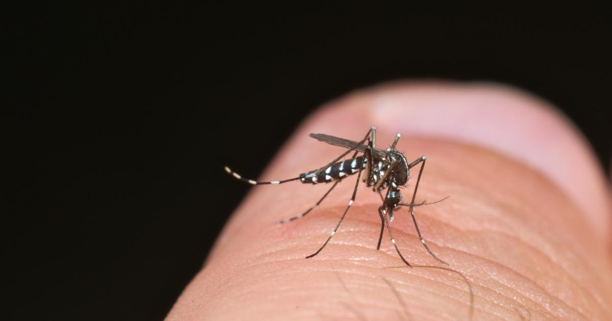 une opération de démoustication prévue en plein centre-ville après l’identification d’un cas de dengue