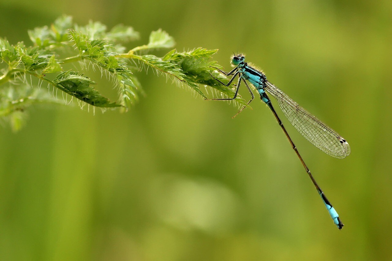 six balades gratuites à la découverte de la nature dans la métropole de Lille