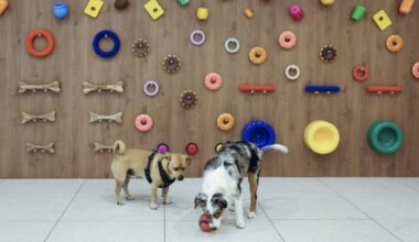 La piscine à balles, "gros succès chez les bulldogs": à Paris, l'émergence de garderies pour chiens : Actualités