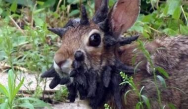 États-Unis : des lapins "cornus" dits "zombies" intriguent les habitants du Colorado : Actualités
