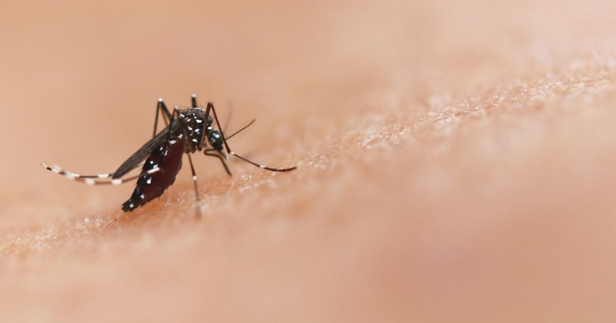 Virus du Nil occidental en Île-de-France : craignez-vous une épidémie ? : Actualités