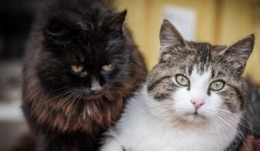 Alzheimer : des chats à l’origine de nouveaux traitements : Actualités