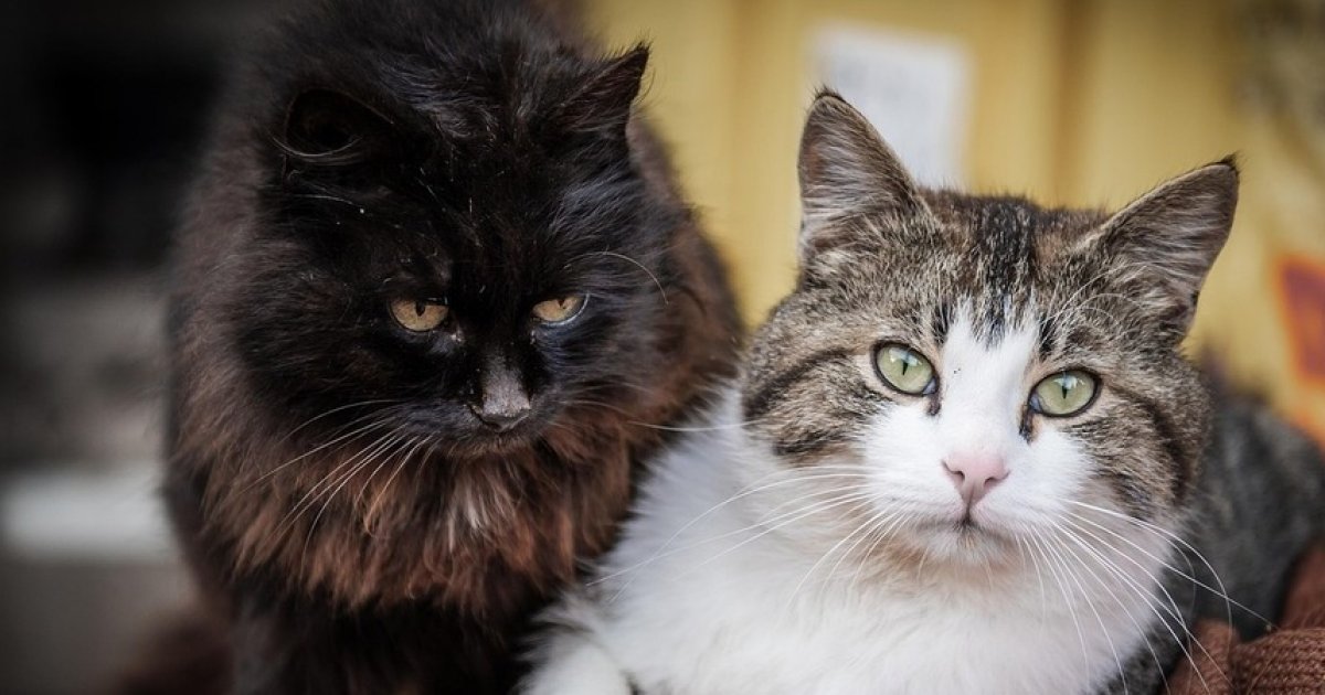 Alzheimer : des chats à l’origine de nouveaux traitements : Actualités
