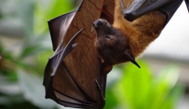 États-Unis : une chauve-souris se coince dans la bouche d'une touriste, la facture médicale est salée : Actualités
