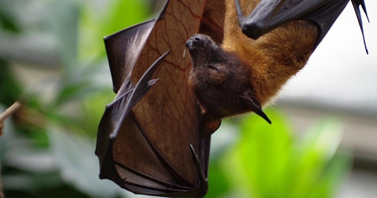 États-Unis : une chauve-souris se coince dans la bouche d'une touriste, la facture médicale est salée : Actualités