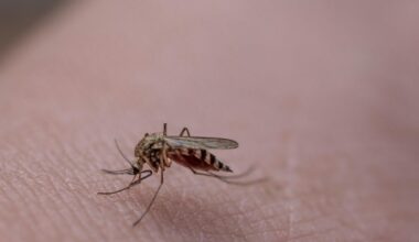 Virus "West Nile" : 13 morts recensés en Italie, la France risque-t-elle d’être touchée ? : Actualités