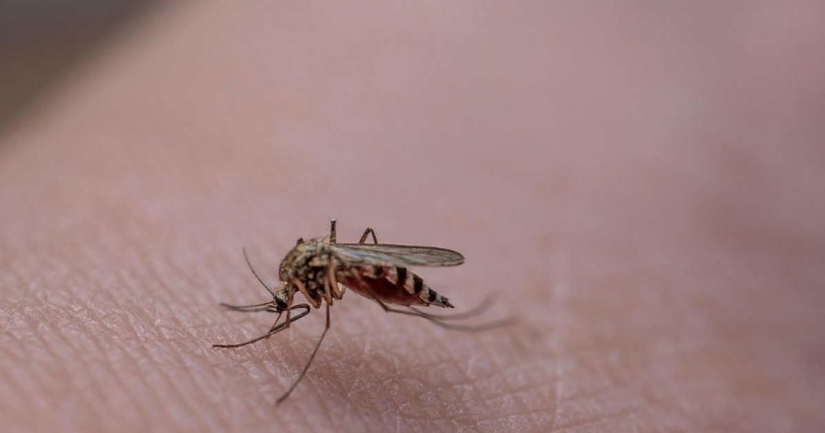 Virus "West Nile" : 13 morts recensés en Italie, la France risque-t-elle d’être touchée ? : Actualités