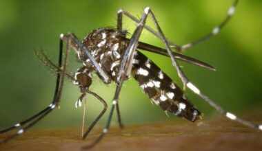 Seine-Saint-Denis : deux cas autochtones du virus du Nil occidental détectés : Actualités