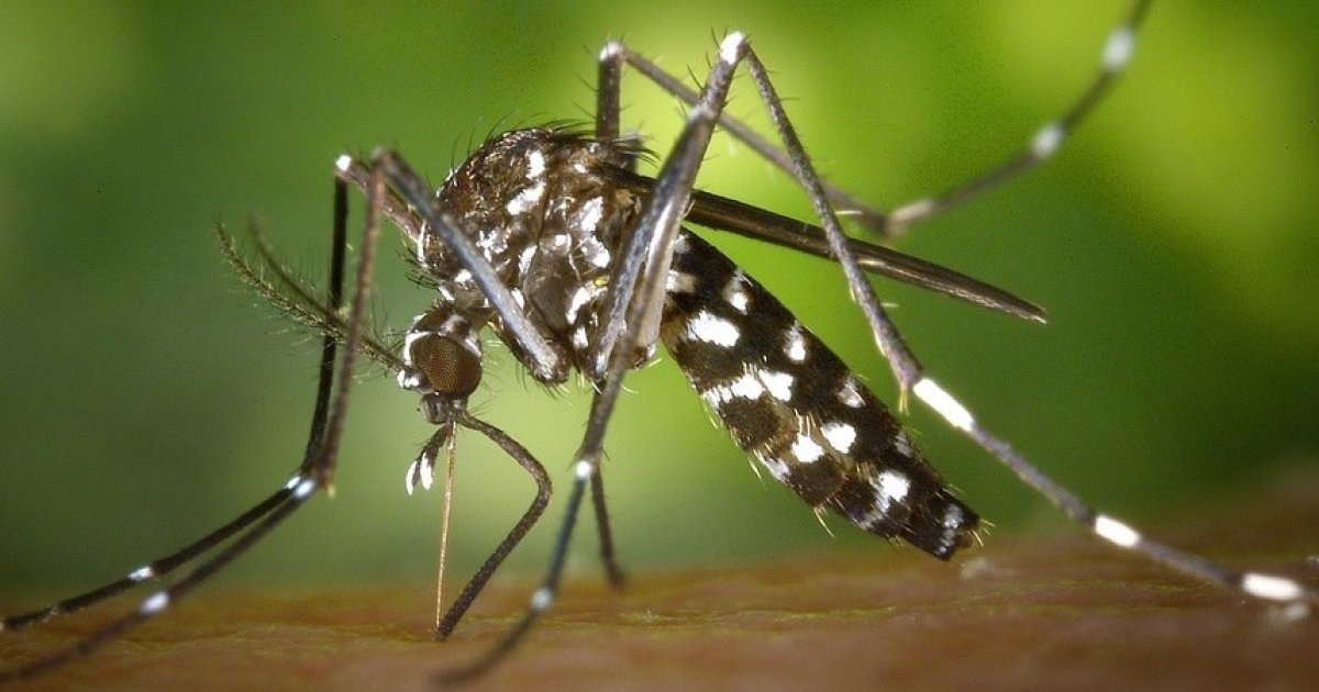 Seine-Saint-Denis : deux cas autochtones du virus du Nil occidental détectés : Actualités