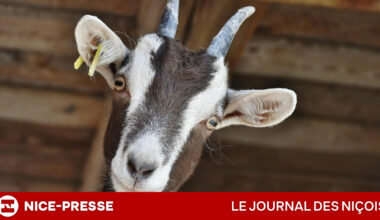 "elles entrent dans nos maisons..."