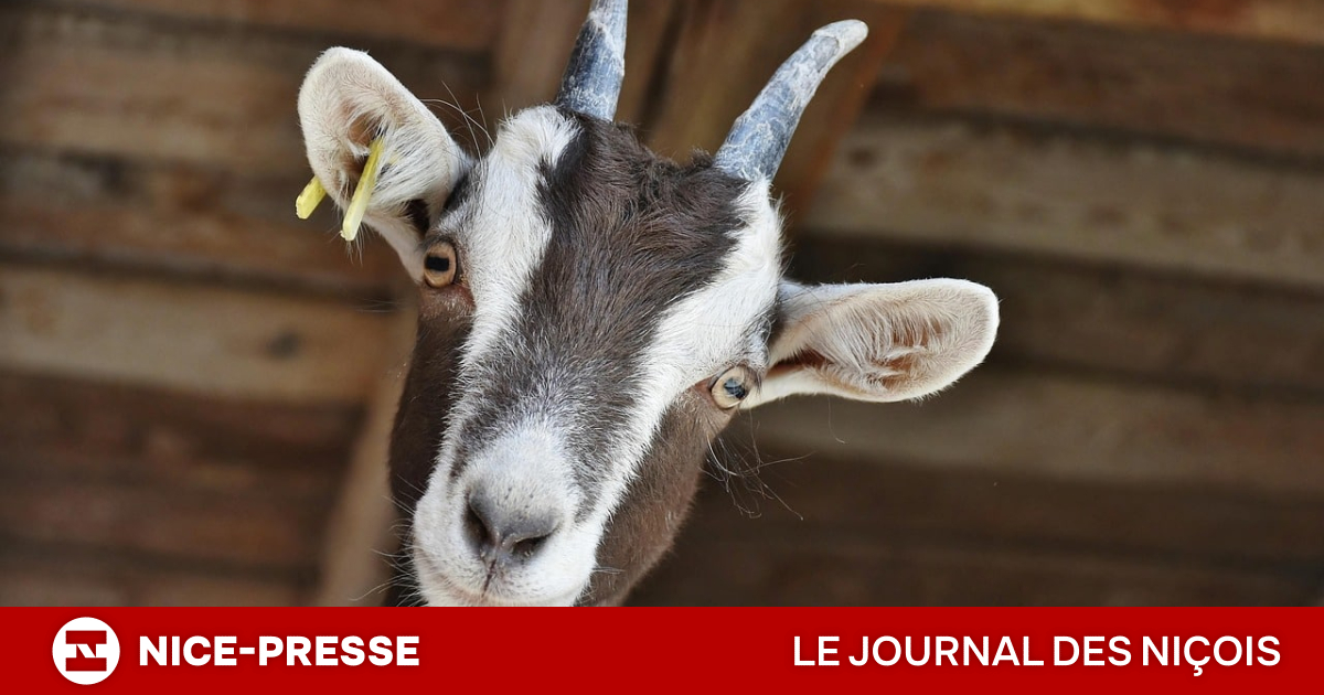 "elles entrent dans nos maisons..."