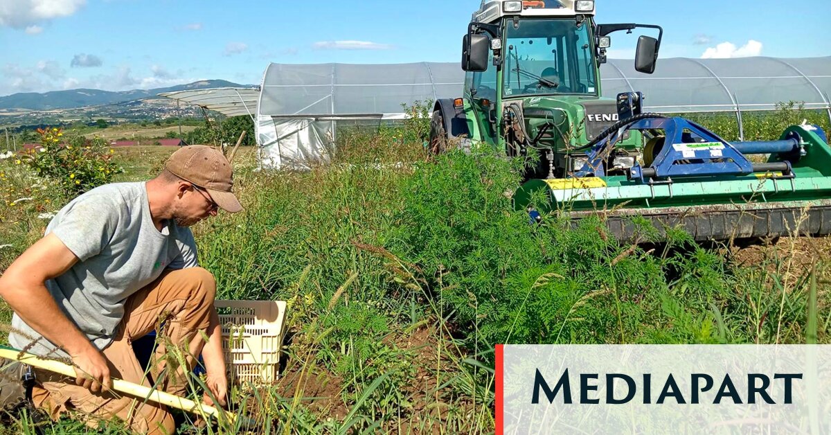 Près de Lyon, une commune se dote d’une ferme municipale et cultive son autonomie alimentaire