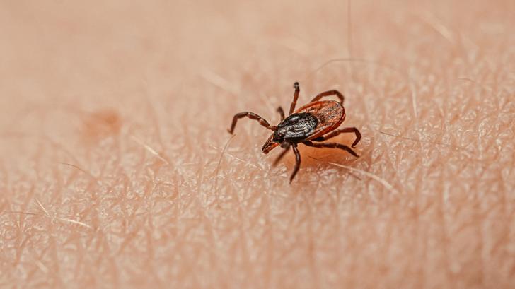 14% de la population mondiale a déjà souffert de la maladie de Lyme, qui survient suite à une piqûre de tique infectée à la bactérie Borrelia.