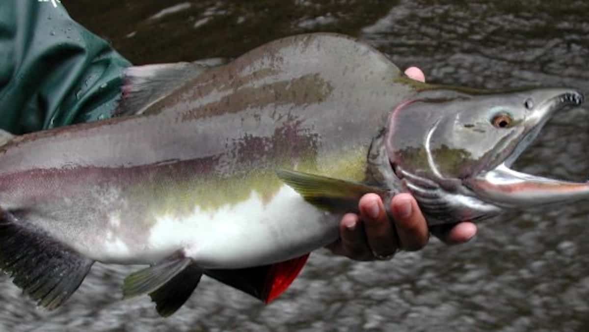 Un saumon rose venu de Russie menace nos poissons