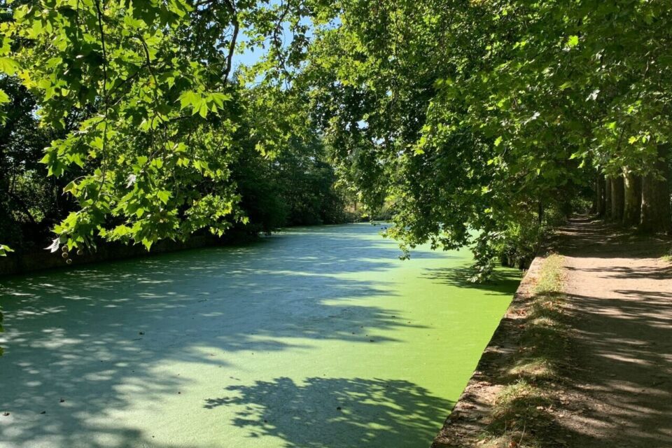 Où s'arrête le sol, où commence l'eau ? La pellicule est si épaisse qu'elle rend la Deûle imperceptible par endroits.
