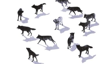 Heureux comme un loup en Europe