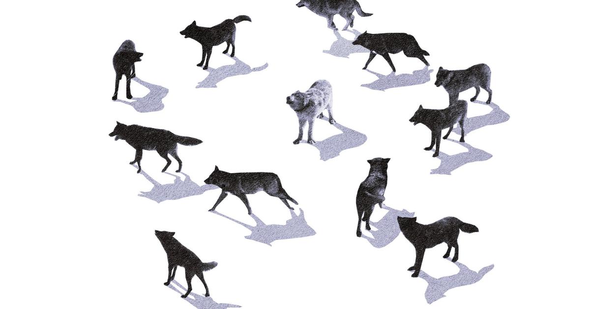 Heureux comme un loup en Europe