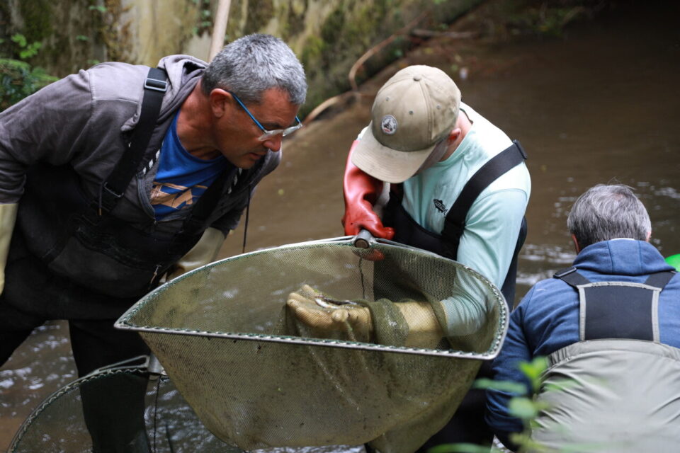 Les membres de la Fédération de pêche d'Ille-et-Vilaine agissent pour protéger les saumons sauvages.