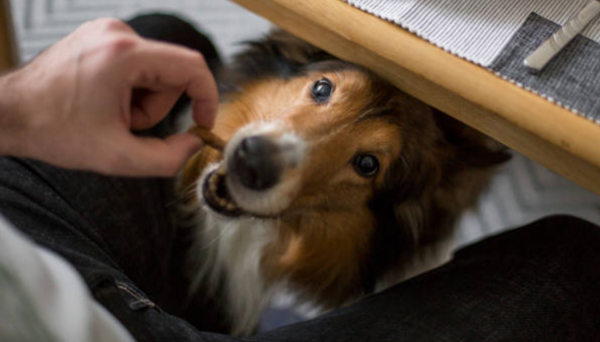 chien couv février 2025