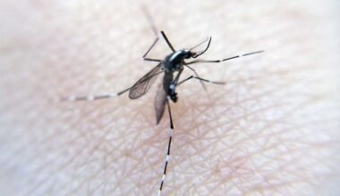 Le nombre de cas de maladies transmises par les moustiques atteint un record