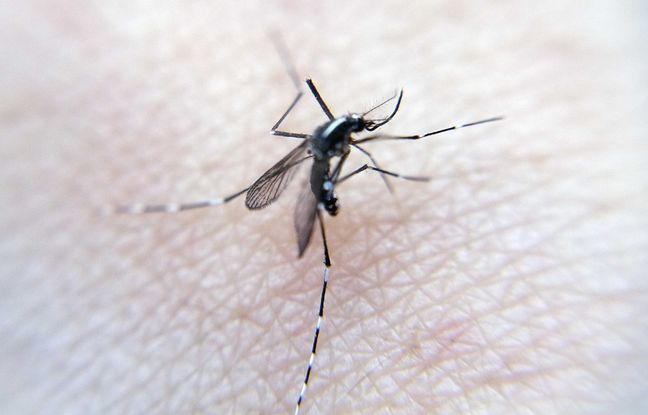 Le nombre de cas de maladies transmises par les moustiques atteint un record