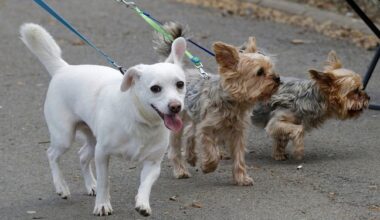 Une étrange poudre blanche dispersée dans un parc canin, les propriétaires de chiens inquiets