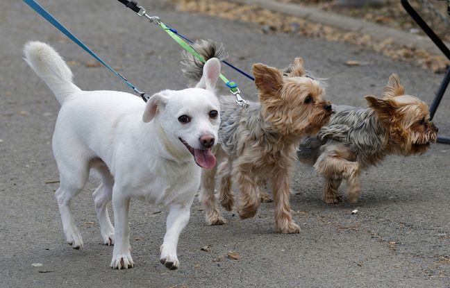Une étrange poudre blanche dispersée dans un parc canin, les propriétaires de chiens inquiets
