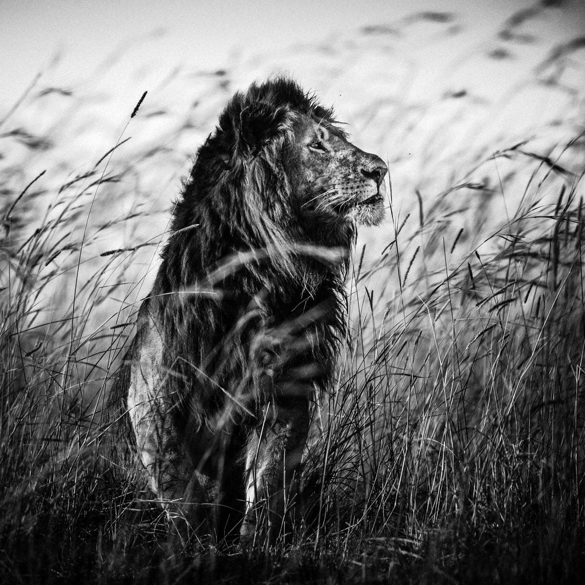 Un portrait de lion capté par Laurent Baheux au Kenya en 2013.