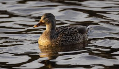 Seclin. C'est quoi cette redoutable maladie qui a tué de nombreux canards ?