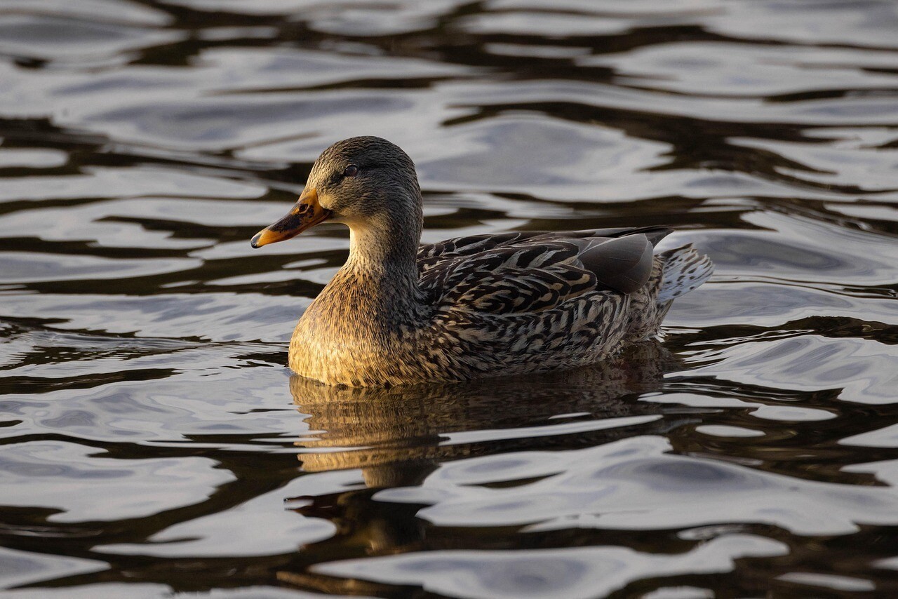 Seclin. C'est quoi cette redoutable maladie qui a tué de nombreux canards ?