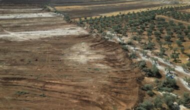 des centaines d'arbres palestiniens déracinés en présence de l'armée israélienne