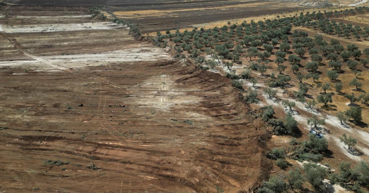 des centaines d'arbres palestiniens déracinés en présence de l'armée israélienne