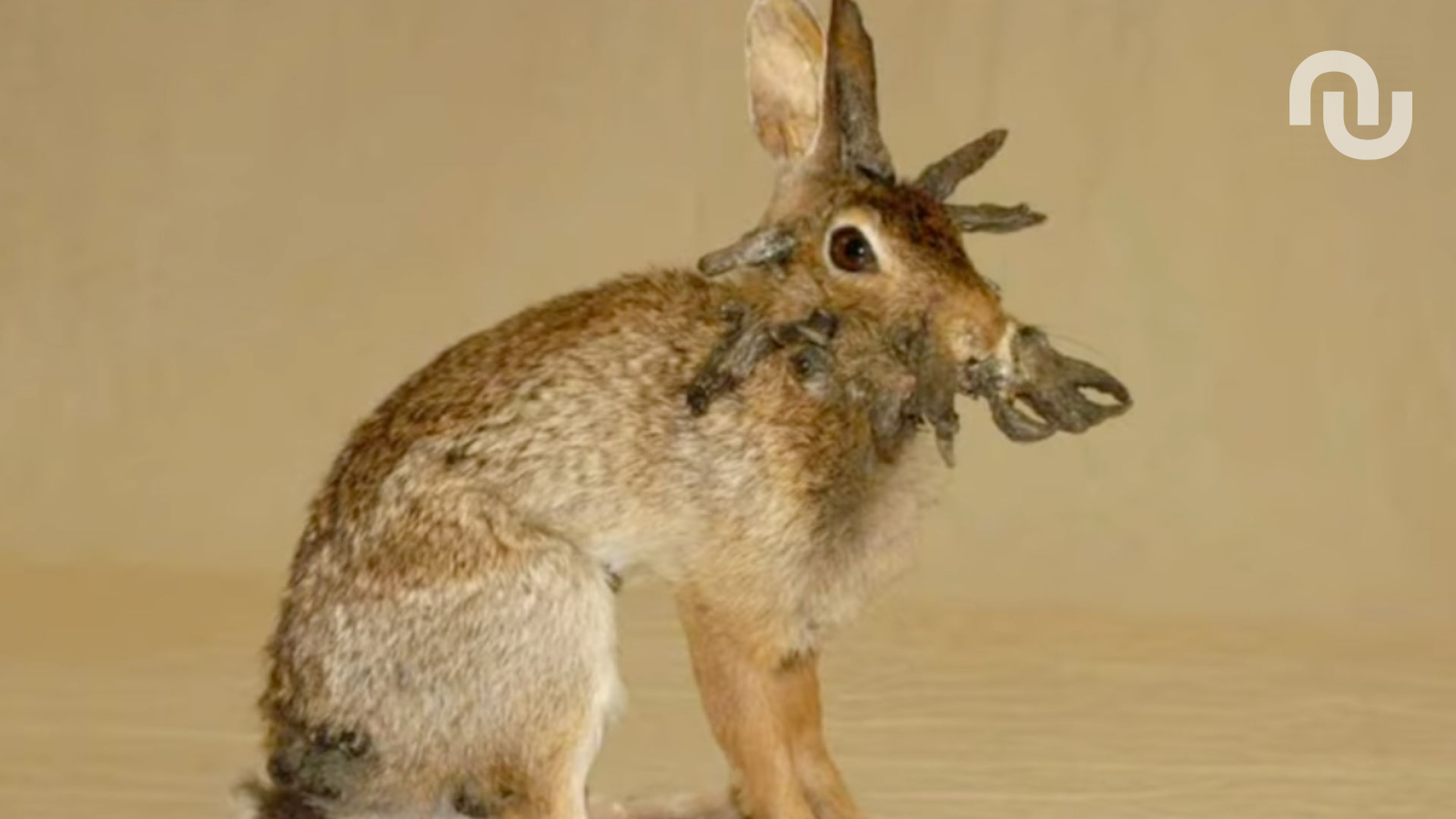 Que se passe-t-il avec ces « lapins zombies » affublés de cornes étranges ?
