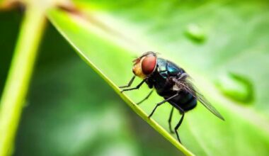 Une mouche très redoutée fait son retour aux États-Unis : cet insecte mangeur de chairs vivantes pourrait-il arriver en Belgique ?