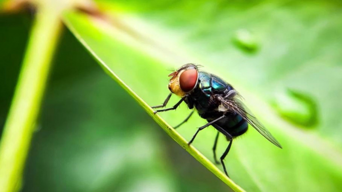 Une mouche très redoutée fait son retour aux États-Unis : cet insecte mangeur de chairs vivantes pourrait-il arriver en Belgique ?