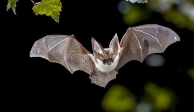 "J'ai la gerbe !", 200 chauves-souris euthanasiées