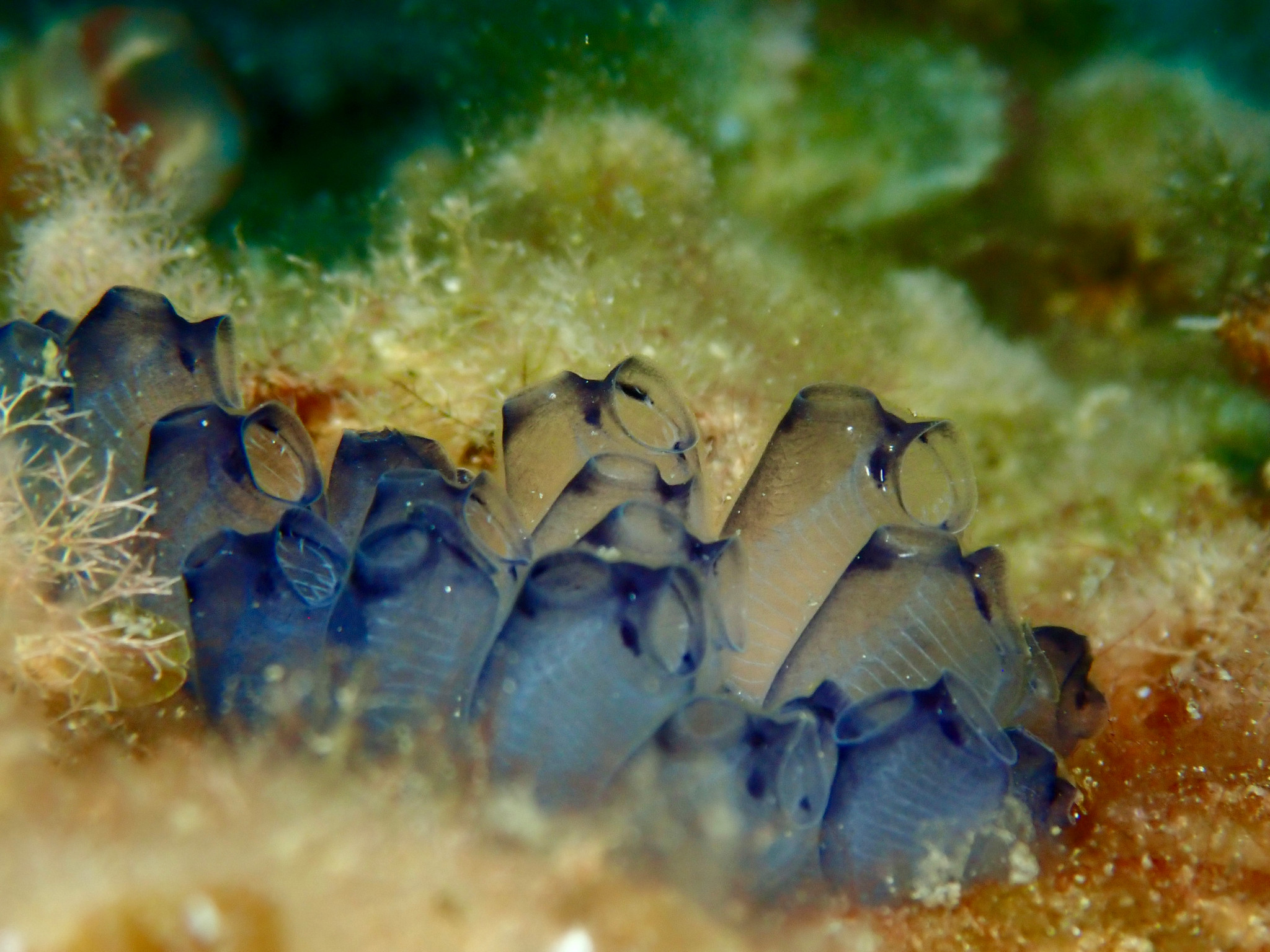 Gros plan sous-marin de salpiques bleus attachés à un récif corallien, montrant leurs structures tubulaires translucides.